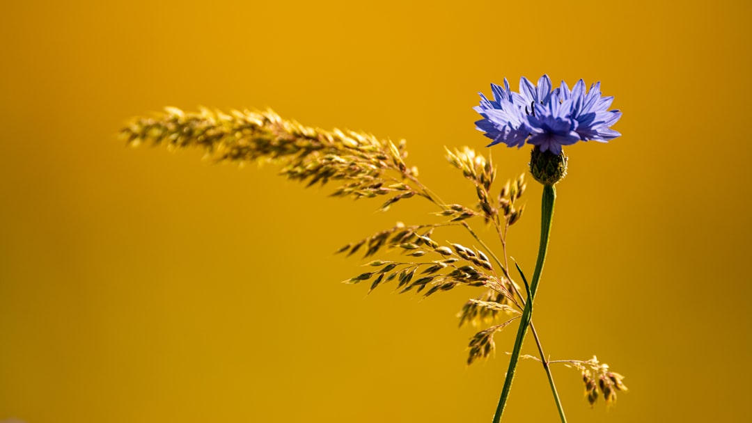 Photo cornflower color